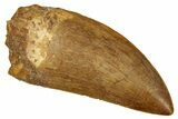 Serrated, Carcharodontosaurus Tooth - Top Quality #242597-1